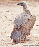 White Backed Vulture