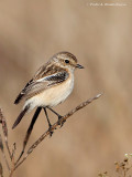 Common Stonechat