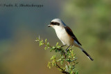 Bay Backed Shrike