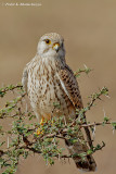 Common Kestrel