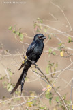 Black Drongo