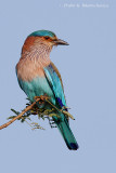 Indian Roller