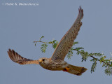 Common Kestrel in flight