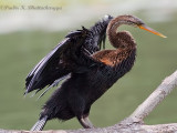 Oriental Darter