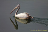 Pelican