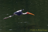 Painted Stork