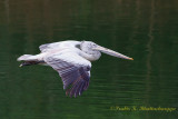 Pelican in flight