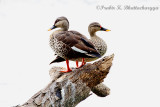 Spot Billed Ducks