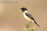 Siberian Stonechat Male