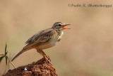 Pipit