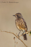 Pied Bushchat