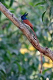 Asian Paradise Fly Catcher Male