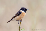 Siberian  Stonechat