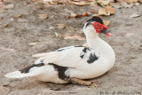 Muscovy Duck