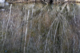 W-2011-02-09-1014- Yosemite -Photo Alain Trinckvel.jpg