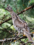 Ruffed grouse 04_24_2011.jpg