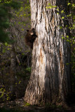 Black Bear Cub 6_1_11.jpg