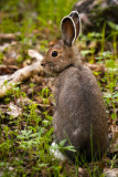 Snowshoe Hare 6_3_11.jpg