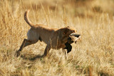 Wasatch Hunting Retriever Club Hunt Test 03-31-12.jpg