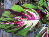 Coleus