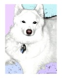 Besso Original Digital Art Pet Portraits