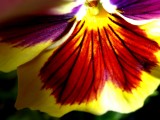 Pansy Magic 2012