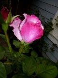 First Rose May 2012