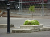 Mills End Park, Worlds Smallest Park Portland Oregon