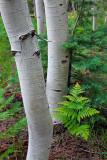 Kaibab National Forest, NOrth Rim, Grand Canyon