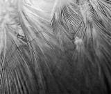 Ice feathers