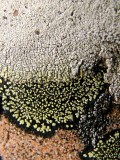 Stone Lichen