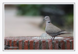 Tourterelle turque / Eurasian Collared-Dove / Streptopelia decaocto