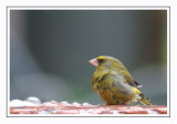 Verdier dEurope / Greenfinch / Carduelis chloris