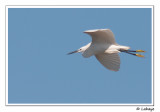 Aigrette garzette / Little Egret / Egretta garzetta