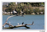 Grands cormorans et golands / Cormorants and gulls