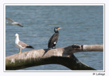 Grand cormoran et goland brun / Cormorant and Lesser Black-backed gull / Phalacrocorax carbo + Larus fuscus
