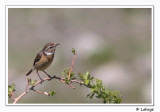 Tarier des prs / Whinchat / Saxicola rubetra