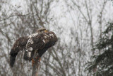 Pygargue  tte blanche / Bald Eagle