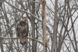 Pygargue  tte blanche / Bald Eagle