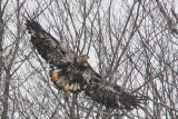 Pygargue  tte blanche / Bald Eagle