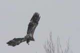Pygargue  tte blanche / Bald Eagle