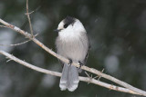 Msangeai du Canada / Gray Jay