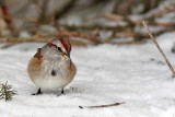 Bruant hudsonien / American Tree sparrow