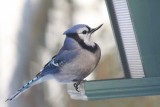 Geai bleu au bec retrouss  / Blue Jay