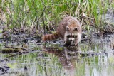 Raton laveur - Racoon
