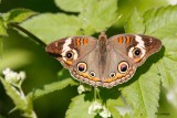 Papillon ocell (Junonia coenia)