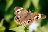 Papillon ocell (Junonia coenia)