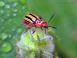 Disonycha Beetle