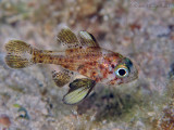 Blackfin Cardinalfish