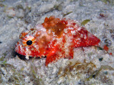 Coral Scorpionfish